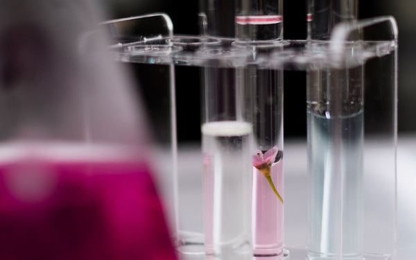 Close-up of laboratory test tubes with different colored liquids, emphasizing chemistry and experimentation