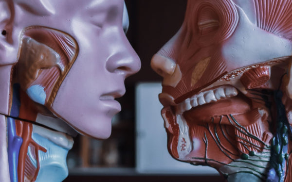 Anatomical model showing the muscles and structures of the human neck and throat