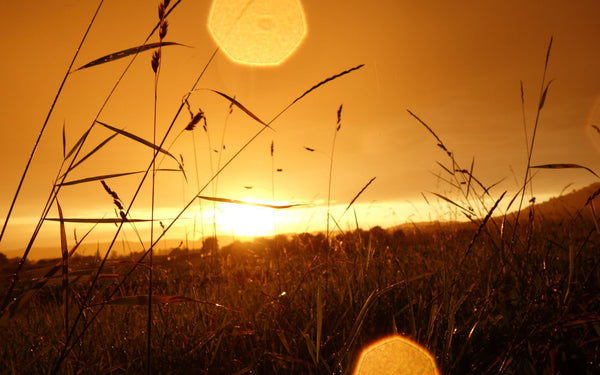 Golden sunset over rural grassland, evoking energy and vitality