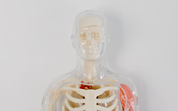 Detailed anatomical model showcasing the human skeletal and muscular systems