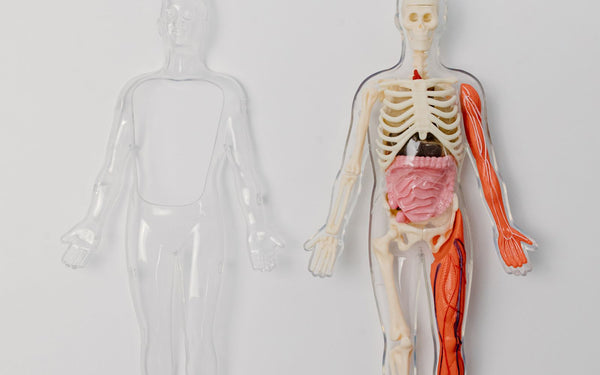 A human anatomy model with visible skeleton and organs for educational purposes